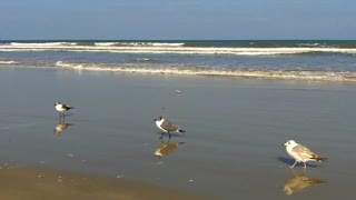 Beach and Seagulls