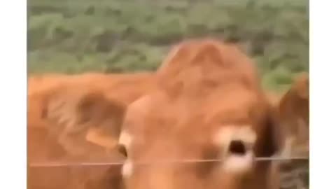 Funny Cow