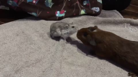 Hamster meets Guinea Pig #2