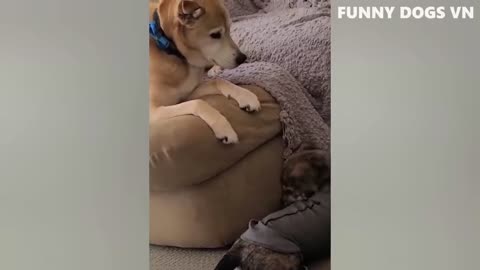 Funniest Animals Video - Funny Dogs And Cats - Try Not To Laugh Animals 2022