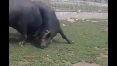 2 animals fight how animals fight#animals