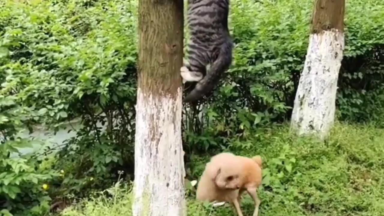 FUNNY SCANE OF🙉😽 PET AND ANIMAL.##PET VIDEO .ANIMAL BEST MOMENT VIDEO🙊