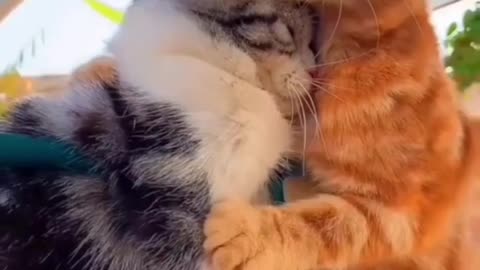 Have fun with cats So Cute / PART #08