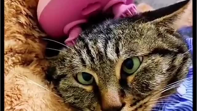 You can tell by the look on his face how comfortable it is