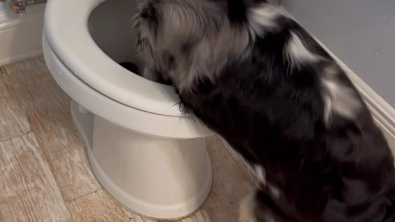 Australian Shepherd Has the Time of Her Life Playing in Toilet