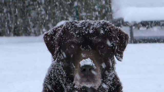 DOG IN THE SNOW