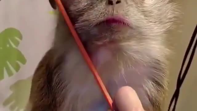 Monkeys enjoy combing