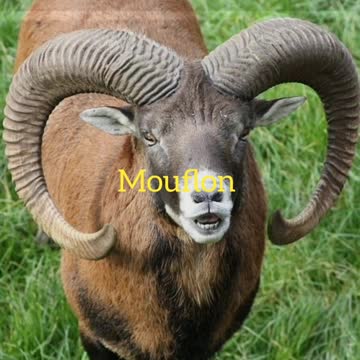 Did You Know? The Mouflon || FACTS || TRIVIA