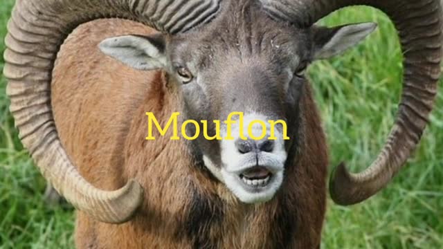 Did You Know? The Mouflon || FACTS || TRIVIA