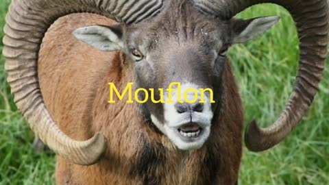 Did You Know? The Mouflon || FACTS || TRIVIA