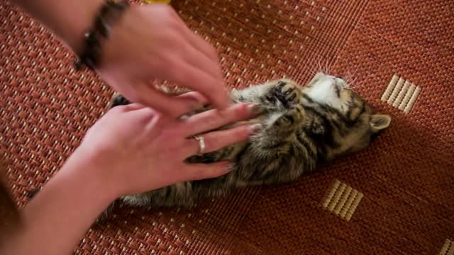 Caressing baby cat white belly