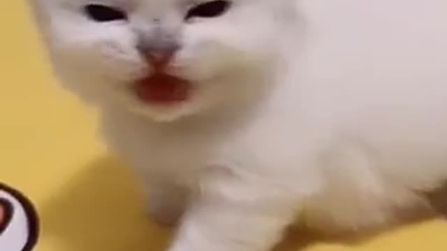 Cute_and_Funny_Cat_Videos_Compilation_#shorts_#cats_#fun