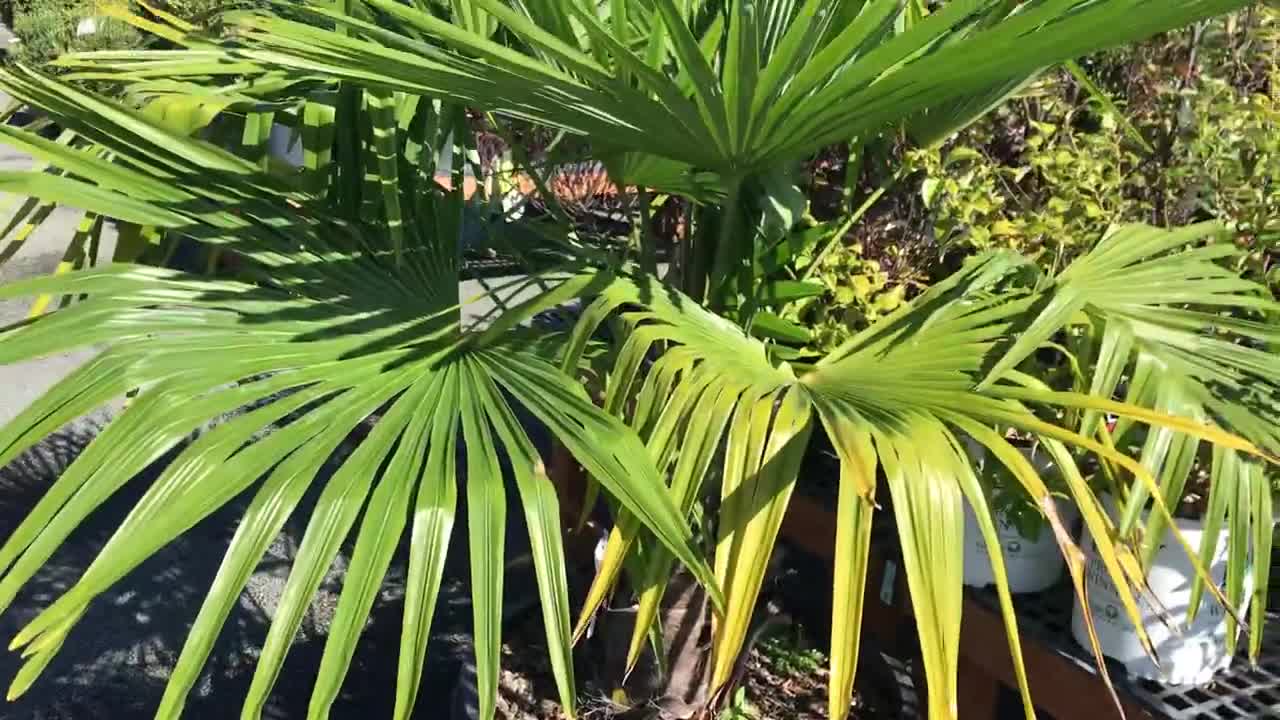 Palms for sale at a local nursery