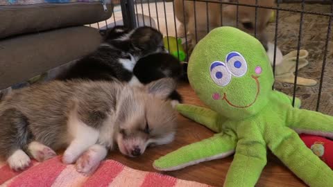 baby animals doing their afternoon nap!