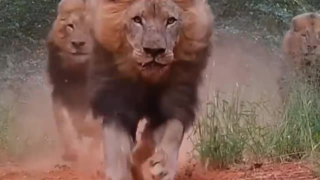 Lions Running