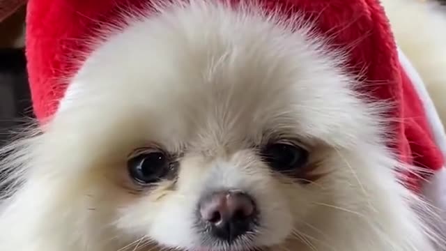 Funny Dogs Christmas Mood 2021 | Little Cute Dog Videos Compilation