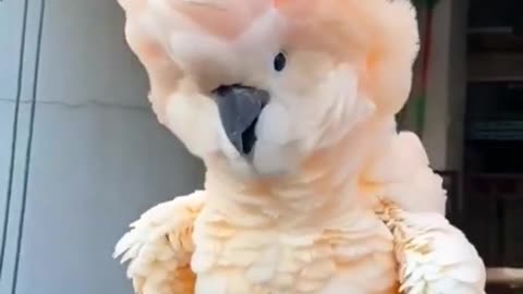 Amazing beautiful parrot talking video