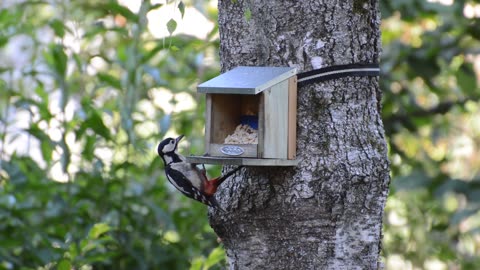 Woodpecker Bird Plumage...!!!