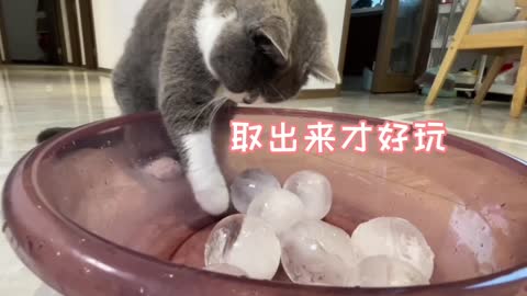 猫咪看到一大盆冰球，兴奋得又抓又咬追着跑，被冰后傻眼：好冰嘴