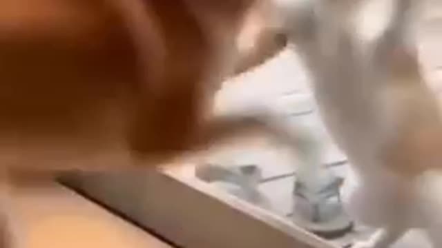 💞😆Cats and dogs fighting very funny😂|| Try not to laugh || Part 2 #shorts