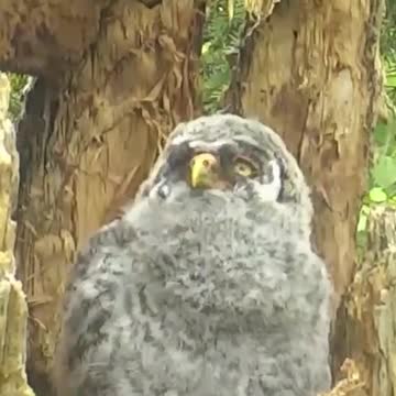 One last Great Gray Owlet in the nest! When will he fly away? Cheer him on over at his live cam on