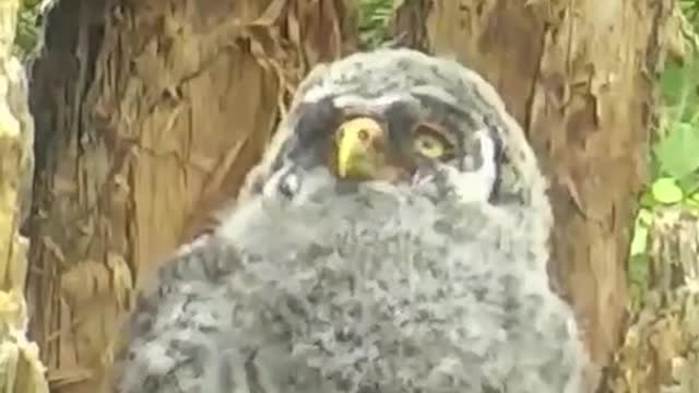 One last Great Gray Owlet in the nest! When will he fly away? Cheer him on over at his live cam on