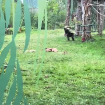 When it start to rain at the zoo