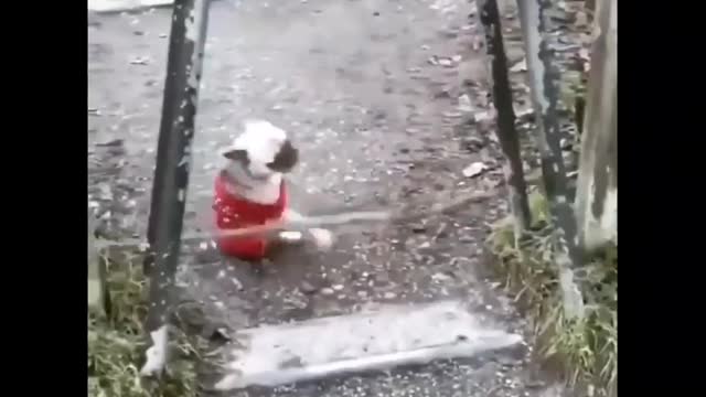 Funny animal no one see this clips cat & dog funny moments