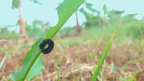 Cute Worm in my field