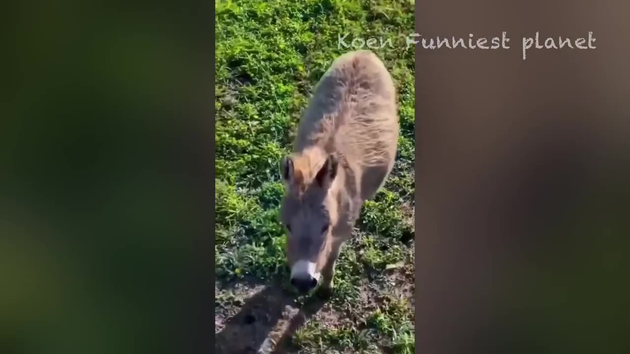 Funniest Dogs And Cats Videos 2023: New Funny Animals #3