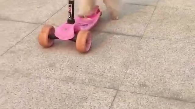 Cute Funny Puppies