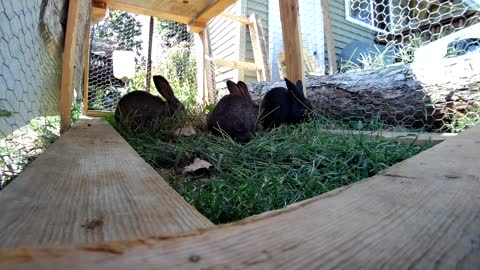 Three Rabbits and a lawn tractor