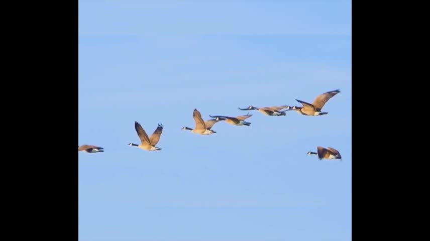 Wild goose migration