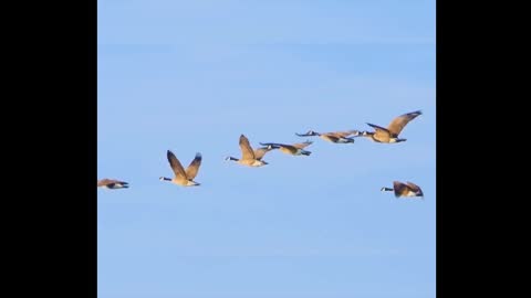 Wild goose migration