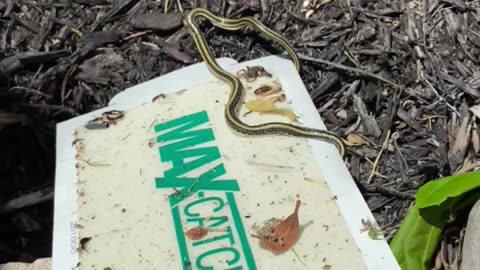 Garden Snake 4