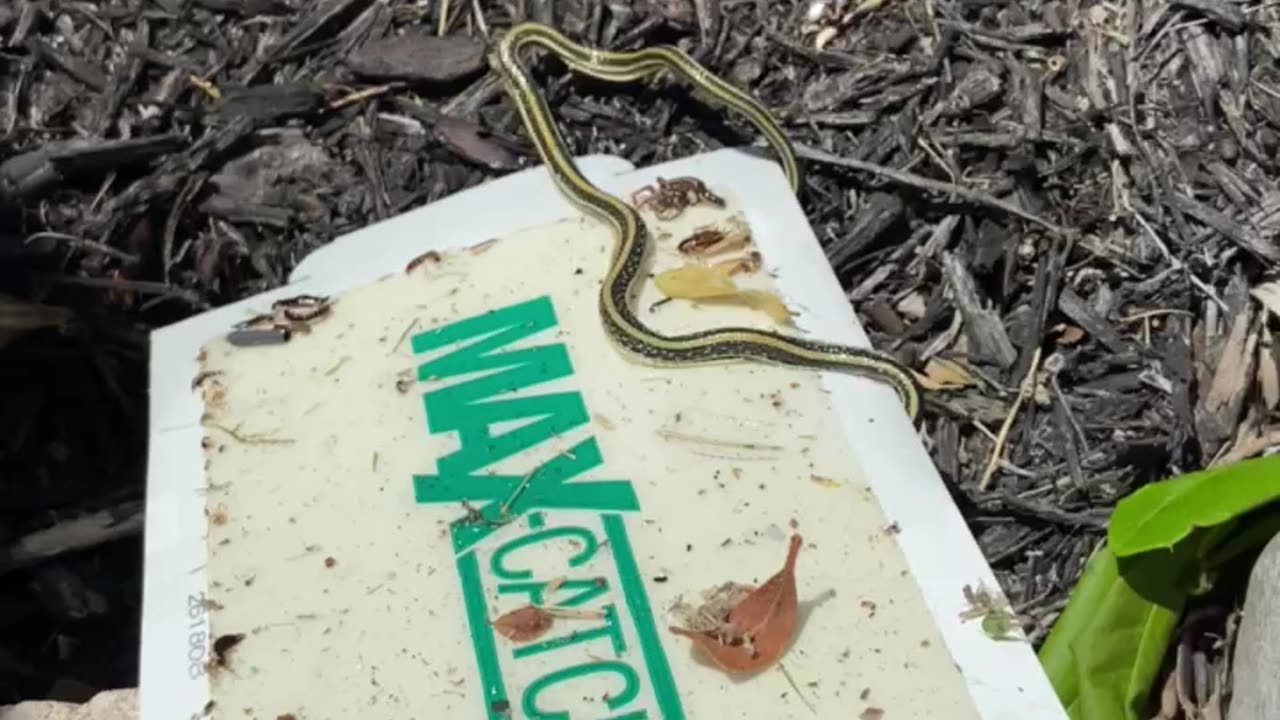 Garden Snake 4