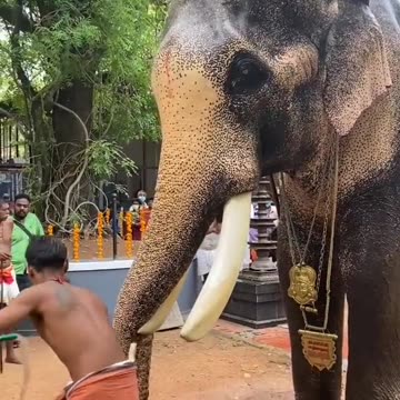 Short Animal video elephant viral video reels shorts animal video