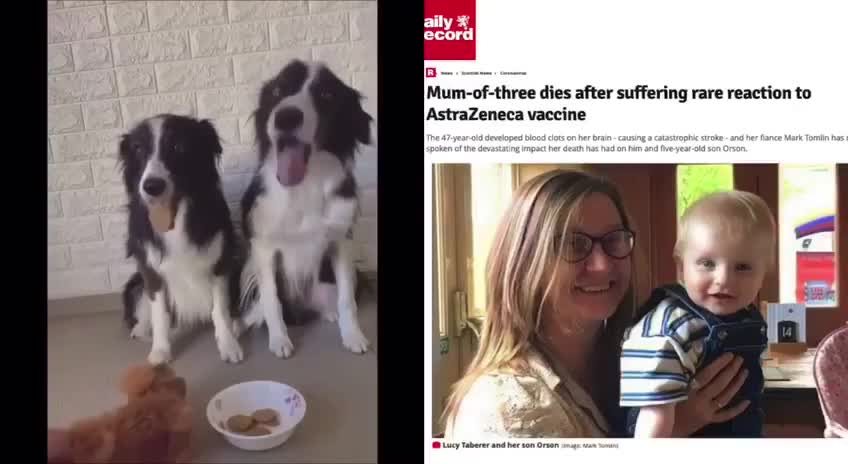 Common Sense Test - Dogs vs Humans...and the winner is....🤔🤔