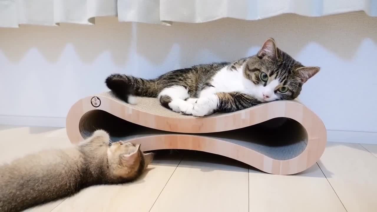 playful kitten and father cat on holiday