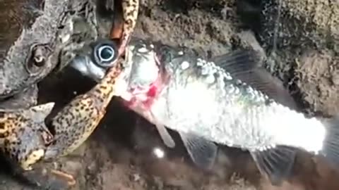 Crab hungry