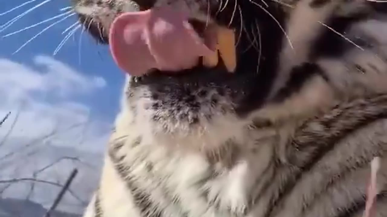 Tiger doesn’t like the wind! 💛🐯