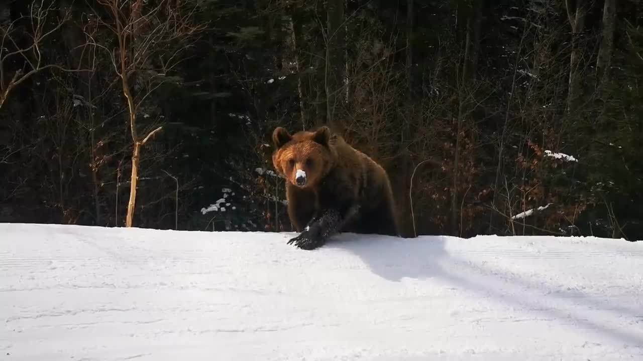 Skiing with the bear on the slope - 9 Martie 2021, Partia Cocosul Predeal Romania, by Mister Fox
