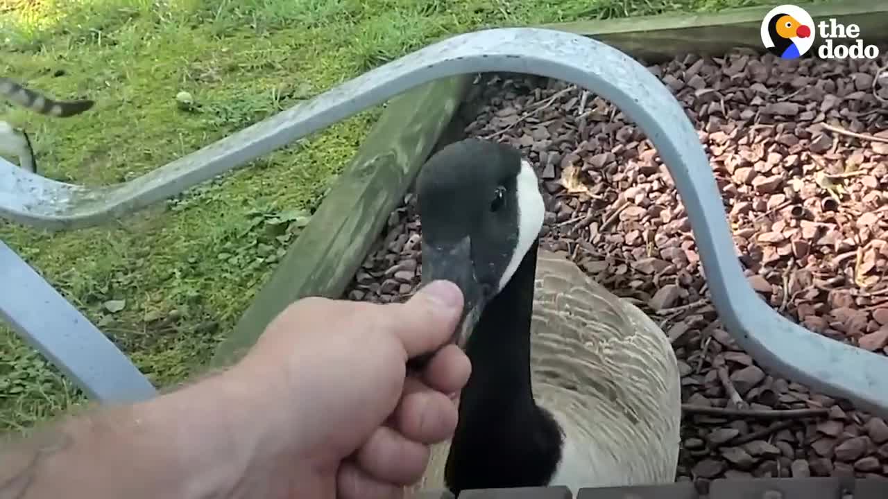 Guy Teaches His Rescued Gosling How To Fly | The Dodo Soulmates