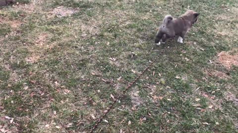 PUPPIES PLAYING WITH PARENTS