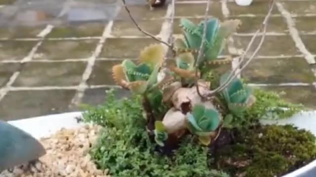 Teach you how to make bonsai easily 3