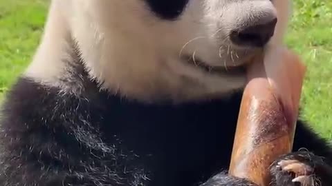 Pandas eat bamboo shoots