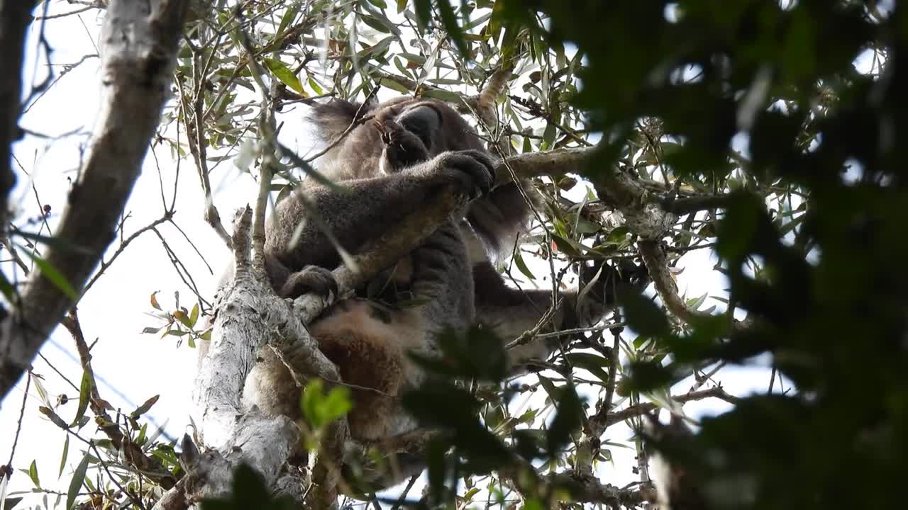 I live and eat in the tree