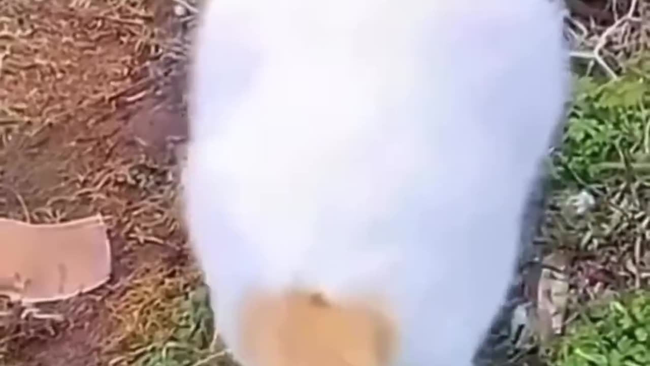 Funny animal video 🤣🤣