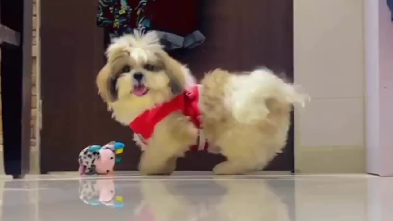 Cute puppy viral video ❤️❤️❤️