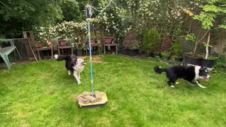 Border Collies Play Tetherball